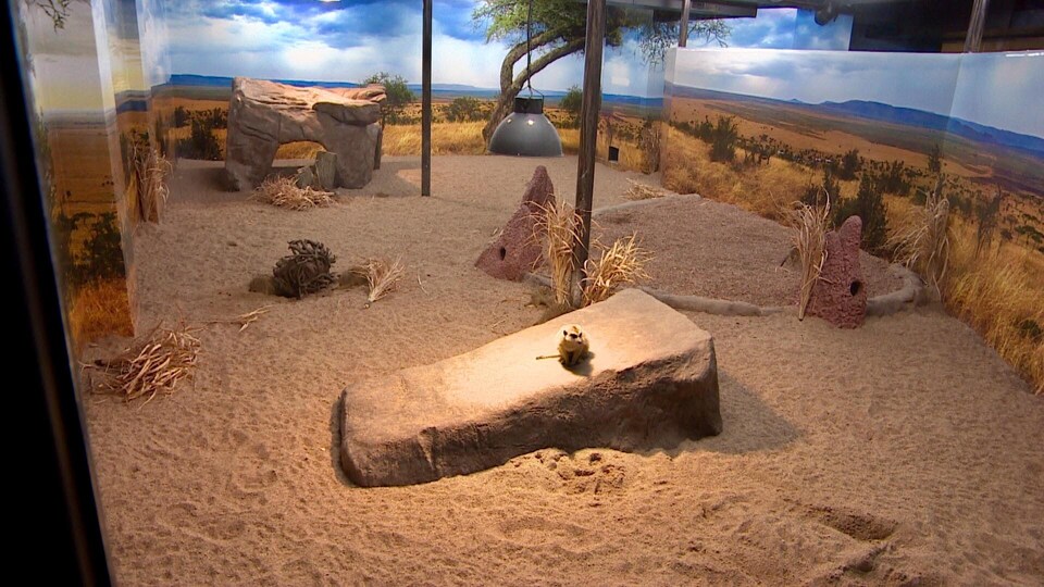 Enclos des suricates du zoo de Saskatoon