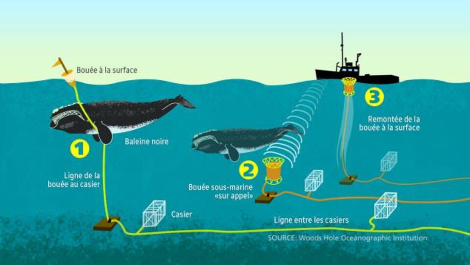 Schéma de nouveaux engins de pêche, moins dangereux pour les baleines