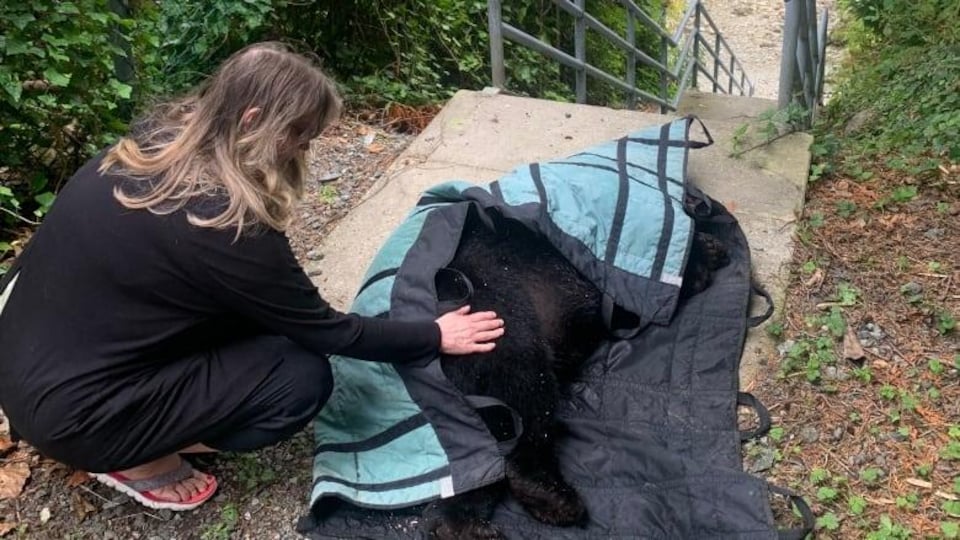 Une femme pose la main sur un ours mort recouvert d'une couverture.