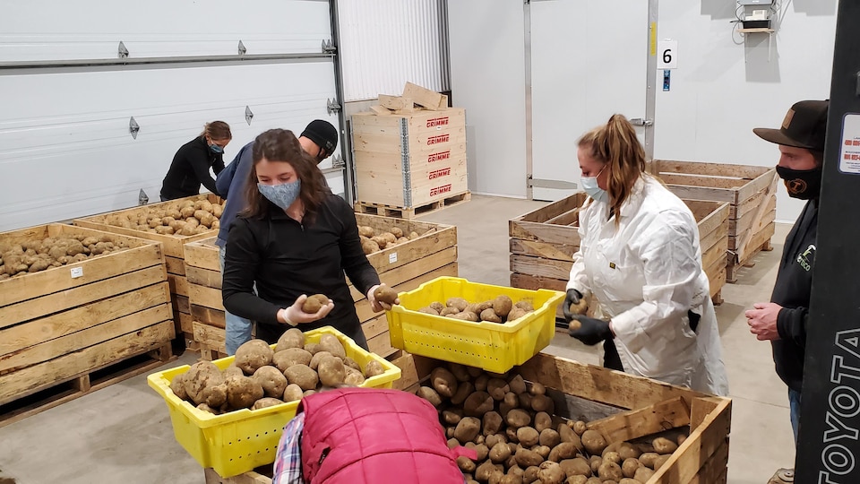 Consortium De Recherche Sur La Pomme De Terre Du Québec