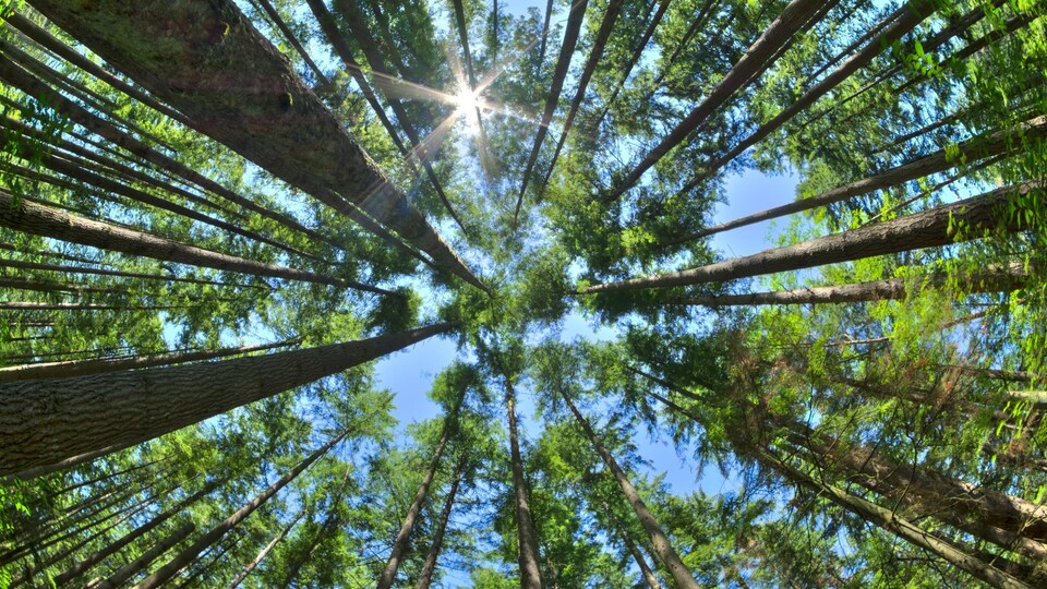 Des arbres d'une forêt sont pris en photo.