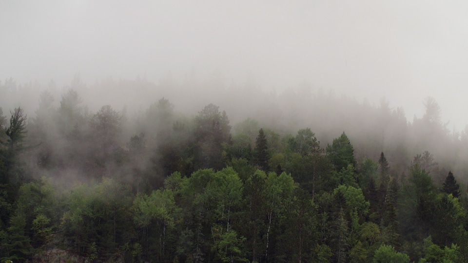 Une forêt au Québec.