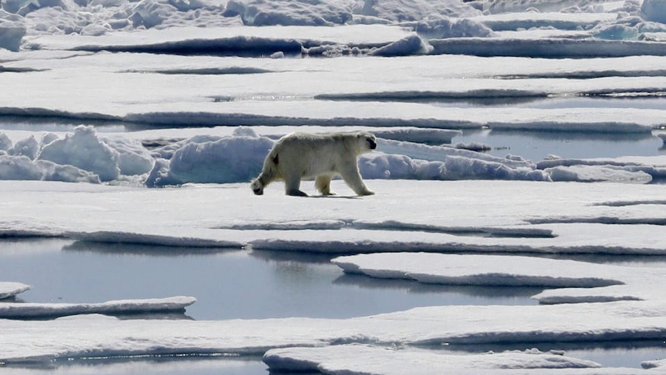 Un ours polaire se déplaçant sur la banquise, dans le Nord canadien.