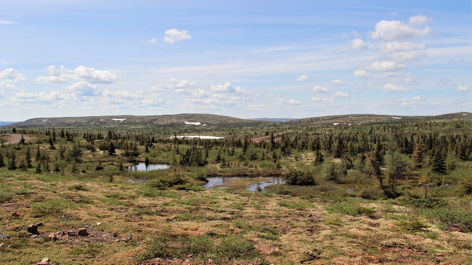 Un paysage avec forêt et collines.