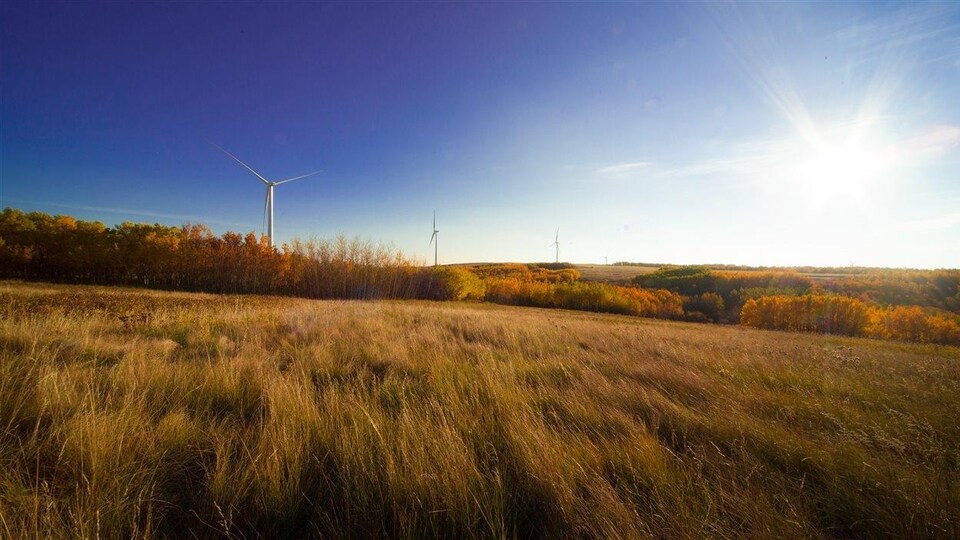 Un parc éolien sur un paysage de prairies.