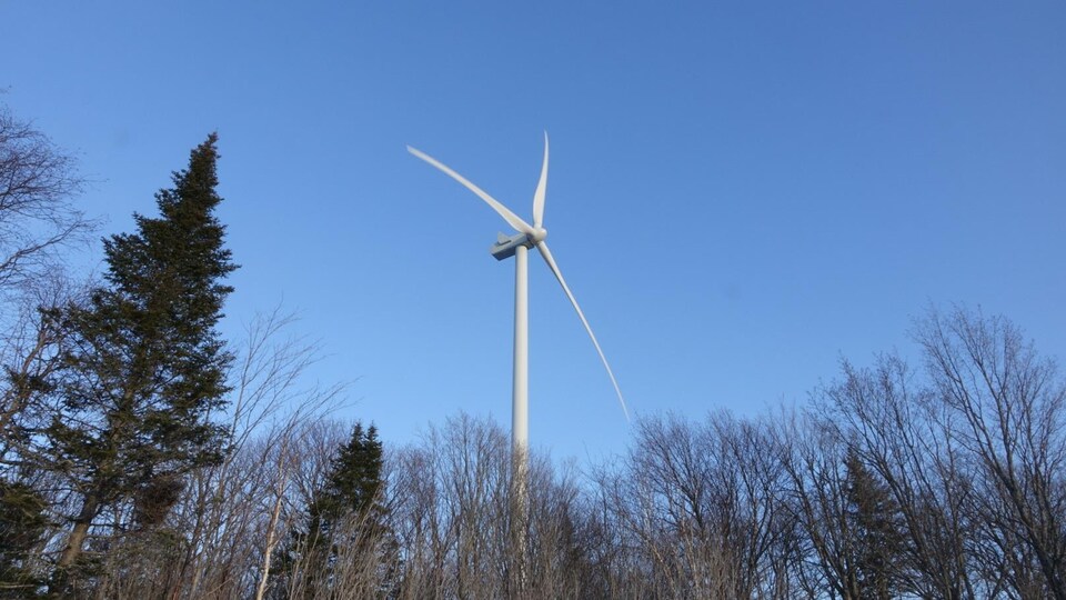 Une éolienne, derrière une rangée d'arbre.