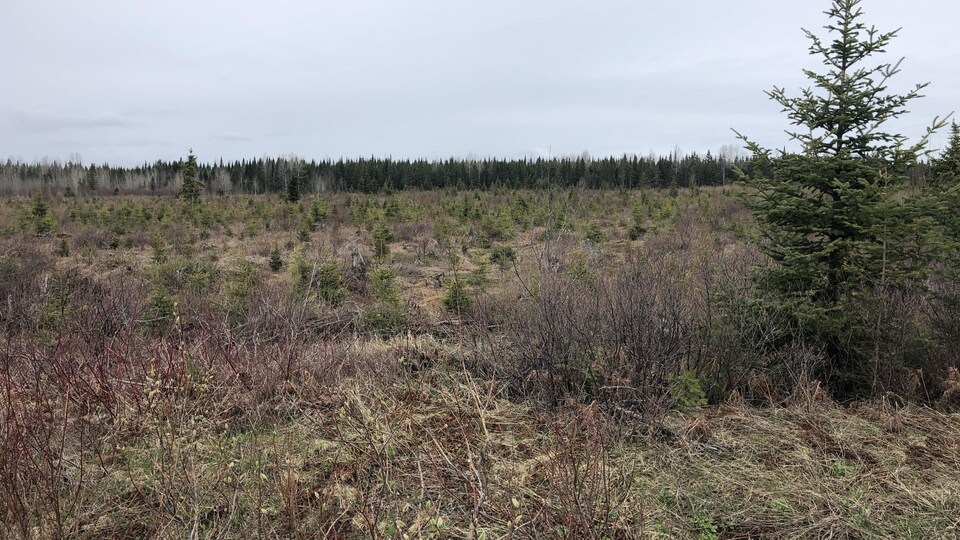 Étendue de petits arbres d'épinette.