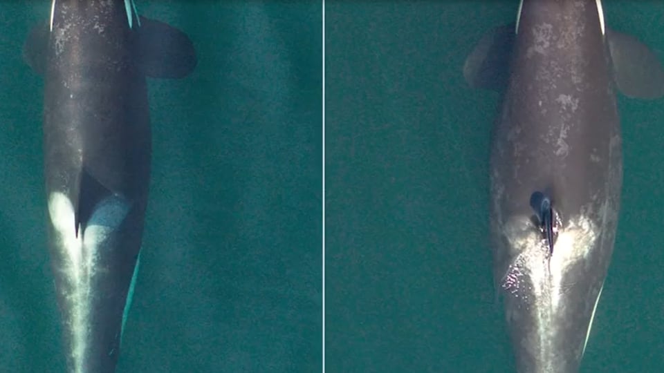 Comparaison de deux photos d'une même orque, la deuxième laissant deviner que l'animal attend un petit.