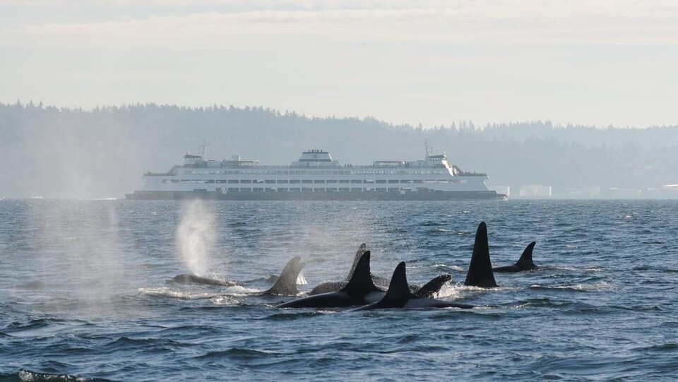 Des orques partagent les eaux avec un traversier de BC Ferries.
