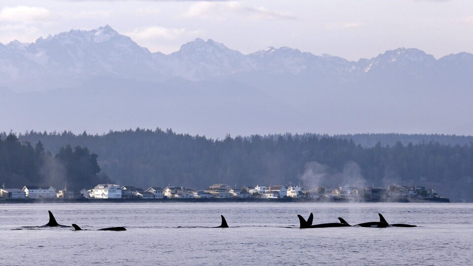 Des orques en voie de disparition nagent à Puget Sound, dans l'État de Washington.