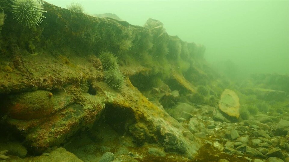 En 2014, Samuel Côté a identifié une épave située au large de Sainte-Flavie : il s'agit du Viking, qui a sombré en 1874 et dont l'épave a été découverte en 1967 par Raymond Beaulieu et Marcel Béchard.