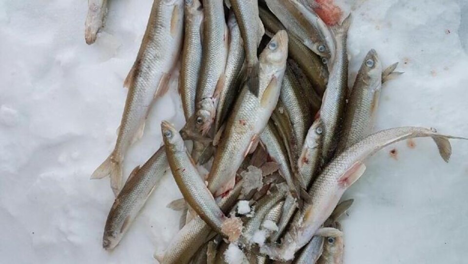 La pêche à l'éperlan.