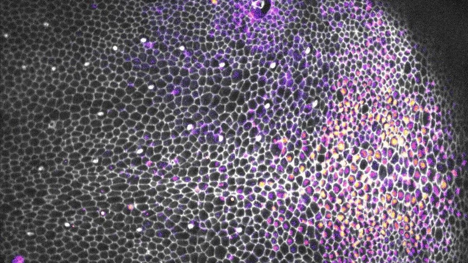 Épithélium de drosophile montrant les contours des cellules (en gris) et l'activation de la voie EGFR-ERK (en jaune/violet).
