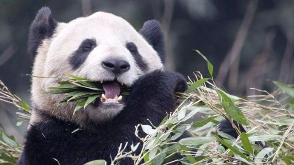 Un panda mange du bambou.
