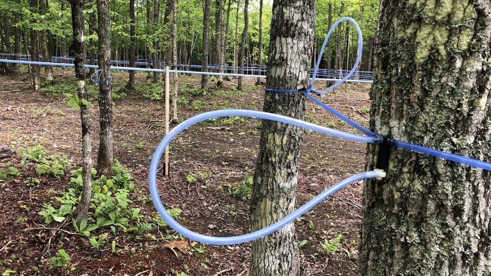 Une forêt d'érables avec leurs feuilles. Les arbres sont reliés entre eux par des tubes bleus.