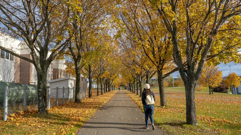Une jeune femme marche dans une allée bordée d'érables, l'automne.
