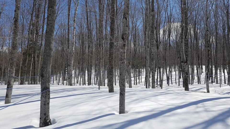 L'érablière Gendreau, à Rimouski
