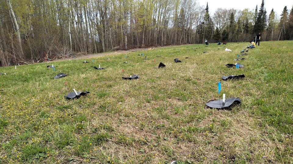 Des pousses d'érables sur un terrain en été.