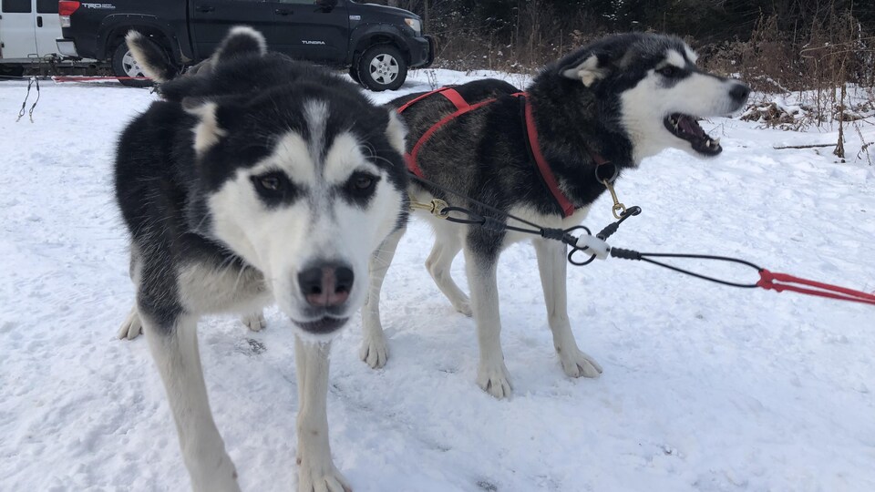 Deux chiens Husky avant une promenade en traîneau.