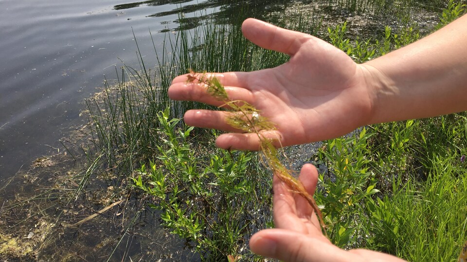 Deux mains tiennent une plantes au-dessus d'un plan d'eau.