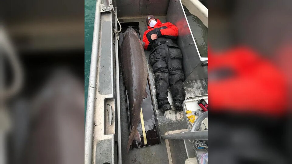Un homme couché le long d'un esturgeon plus grand que lui dans un bateau.