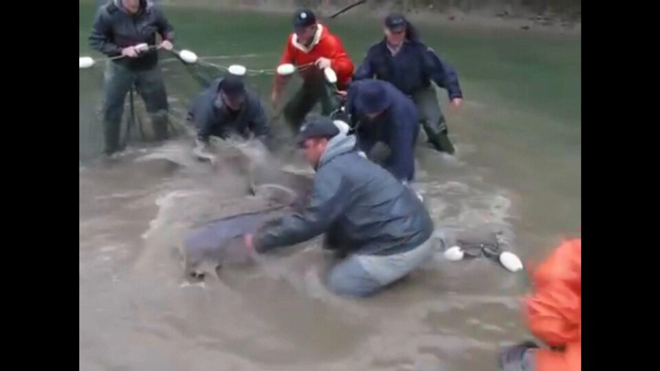 Un homme tiens un gros poisson qui se débat dans ses mains, cinq autres hommes tiennent un filet en arrière, ils sont tous dans l'eau jusqu'aux genoux.