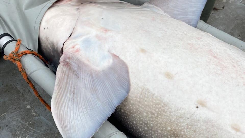 Un pêcheur place un esturgeon géant dans un brancard.