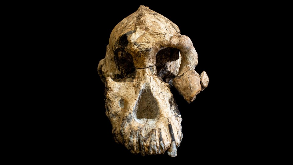 Un crâne fossilisé sur fond noir