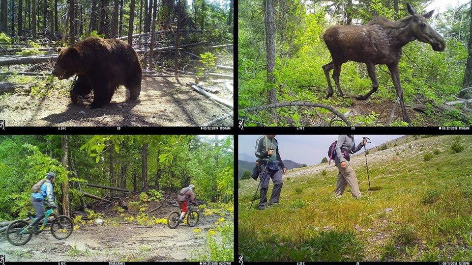 Quatre des photos issues de l'étude montrent un grizzli, un orignal, des randonneurs et des cyclistes. 