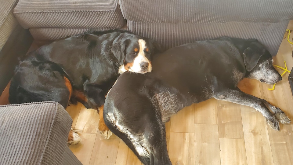 Deux chiens sont collés l'un sur l'autre et dorment sur un plancher de bois.
