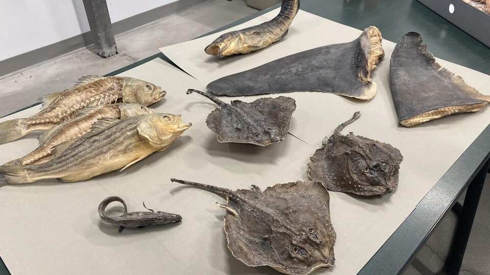 Les spécimens marins sont plastinés.