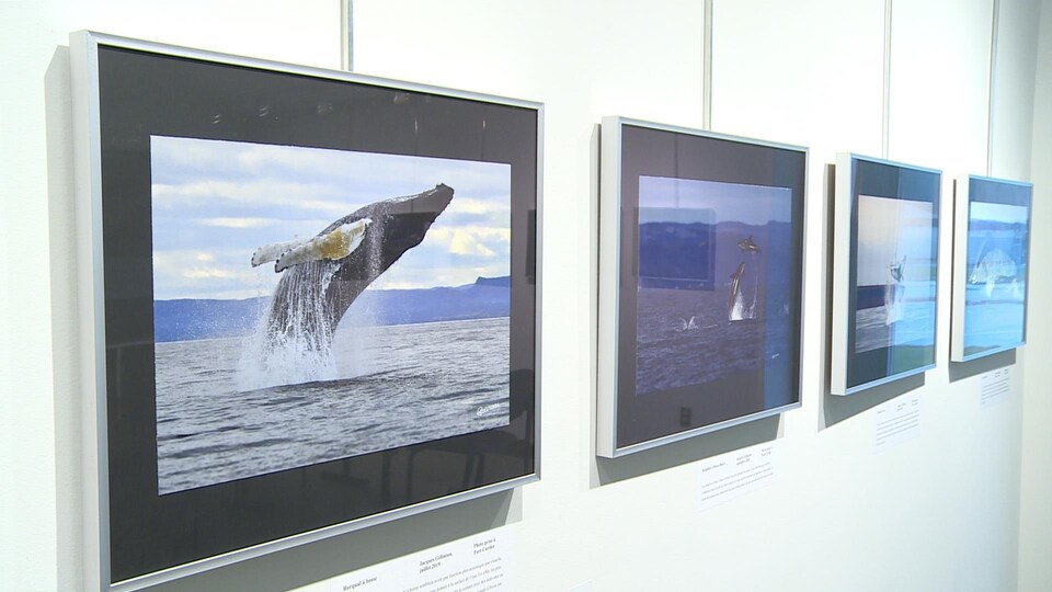 Des photos de baleines sont affichées au mur dans des cadres. 
