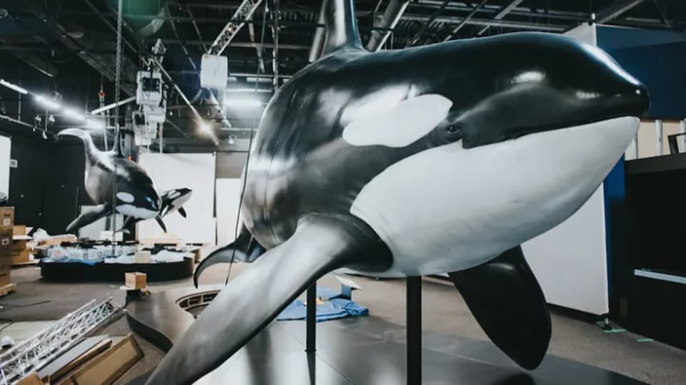 La reproduction d'une orque taille réelle dans un musée.