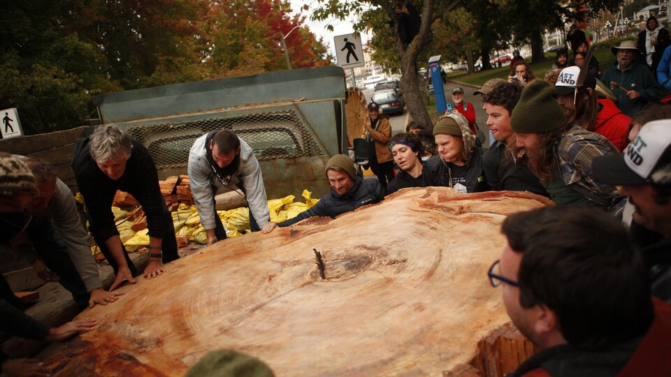 Des manifestants contre la coupe des forêts anciennes entourent le tronc d'un arbre centenaire. 