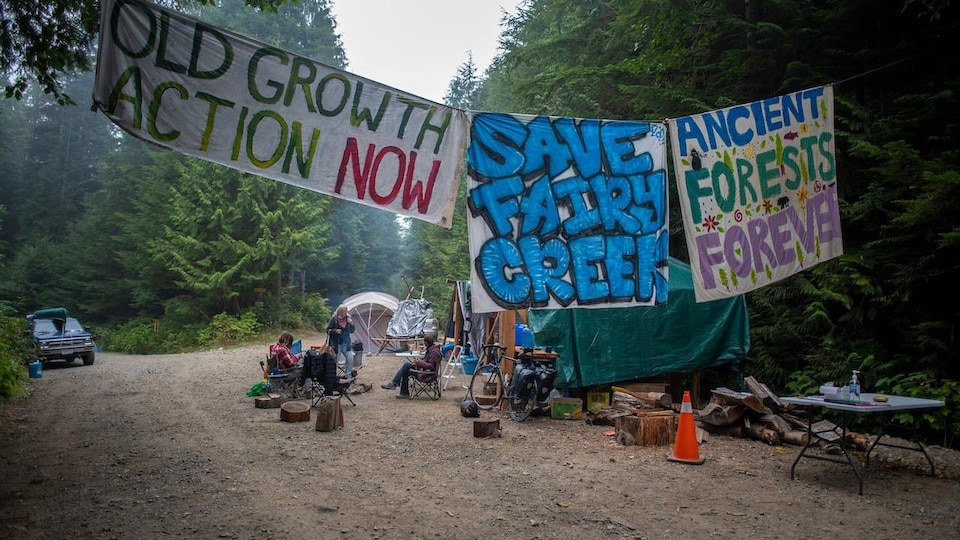 Des manifestants bloquent l'accès à une forêt d'arbres anciens.