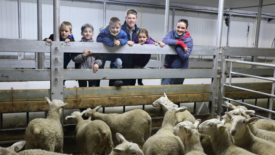 La famille pose dans la bergerie, à côte du troupeau de moutons.