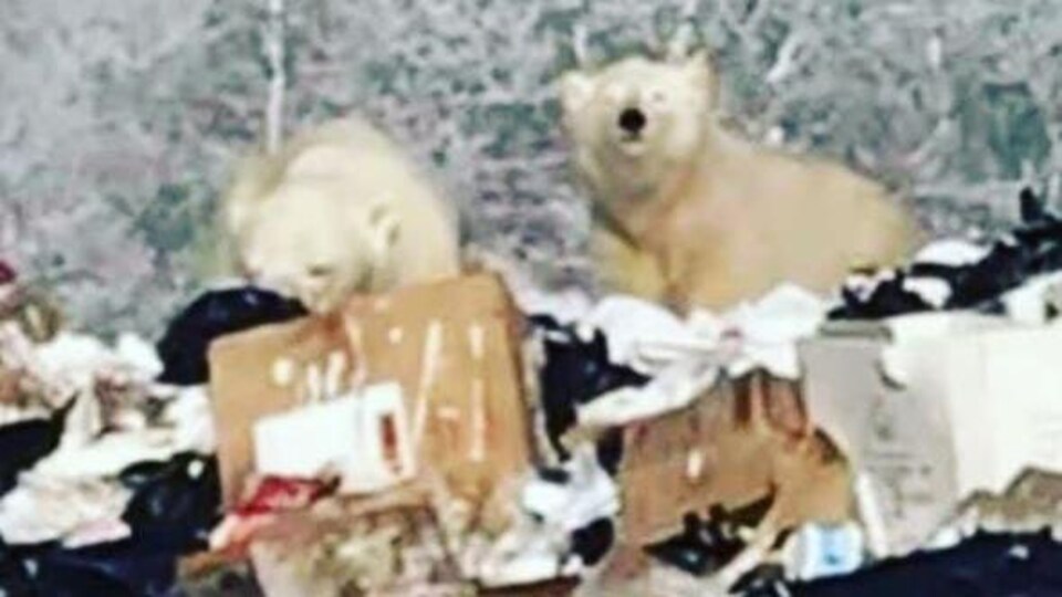 Deux ours dans un amas de déchets.