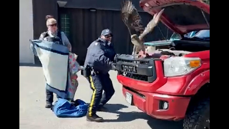 Des agents de la GRC libèrent un faucon d'une camionnette.