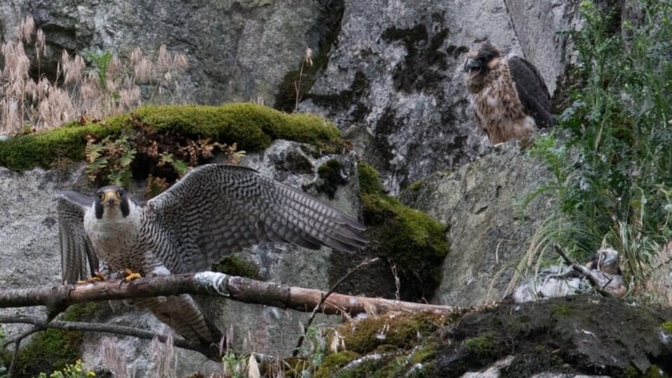 Deux faucons sur une saillie rocheuse.