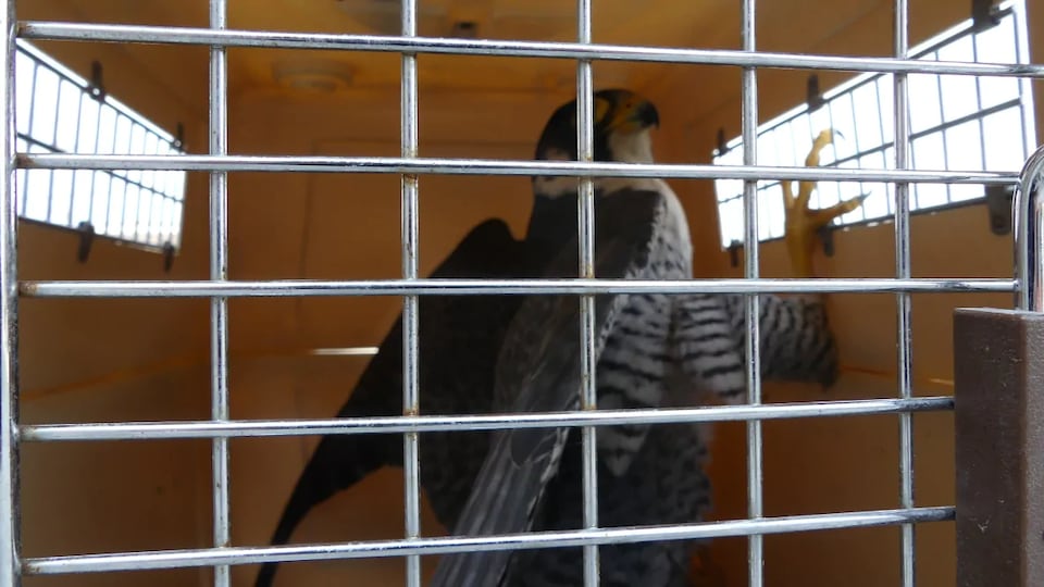Un faucon pèlerin dans une cage.