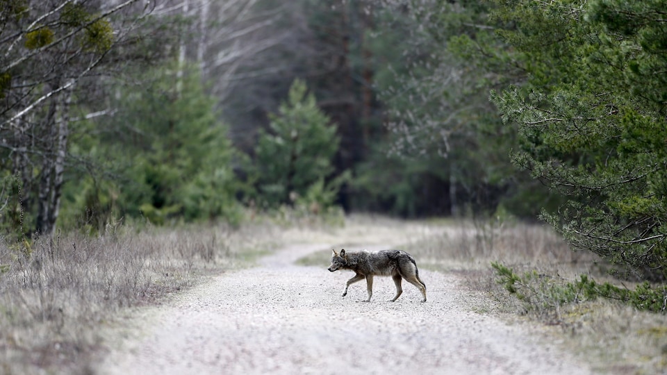 Un loup traverse une route dans une forêt.