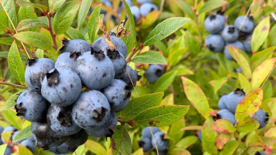 Des bleuets dans un champs.