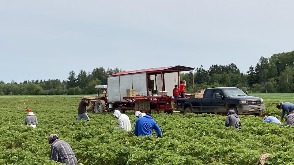 Des travailleurs étrangers cueillent des fraises dans les champs de la Ferme Bourdages Tradition.