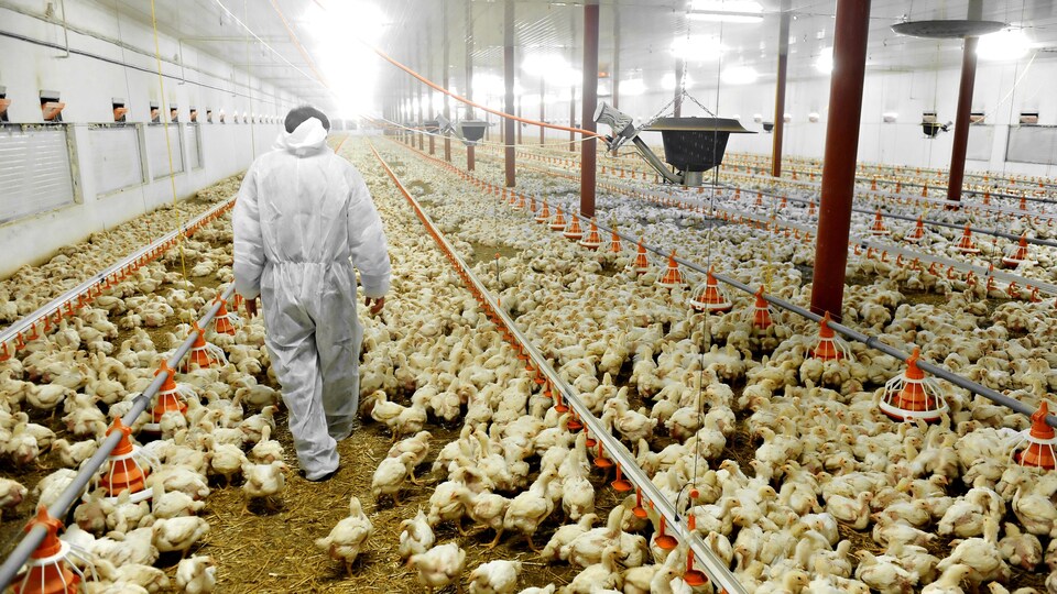 Vue en perspective à l'intérieur d'un vaste bâtiment où l'on élève des poulets.