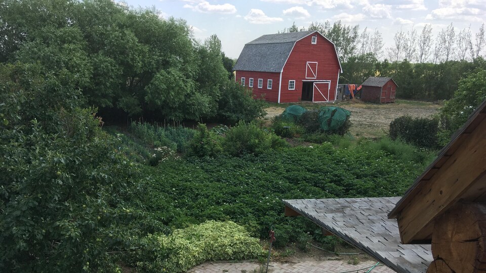 Un terrain de ferme avec des pousses et une grange, par une journée d'été. 