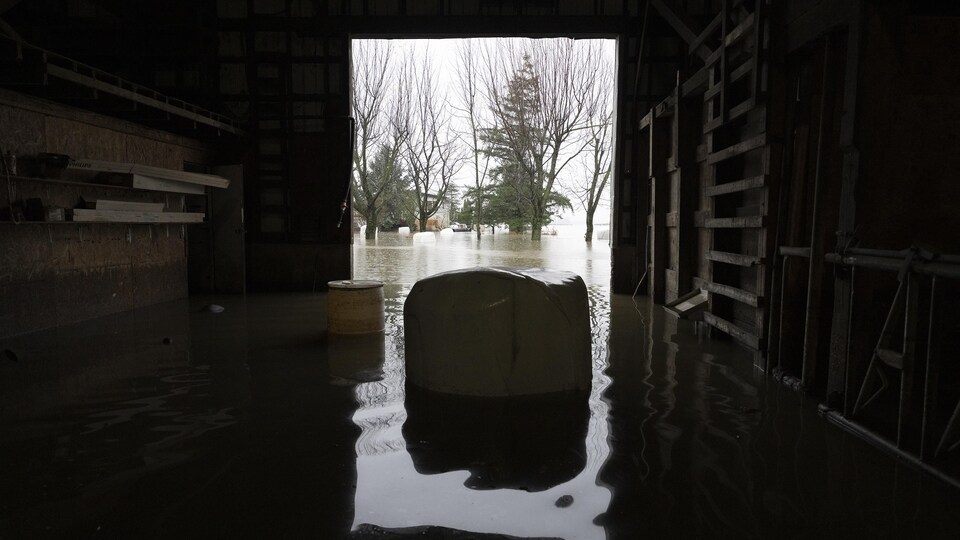 Une ferme inondée à Abbotsford, en Colombie-Britannique. 
