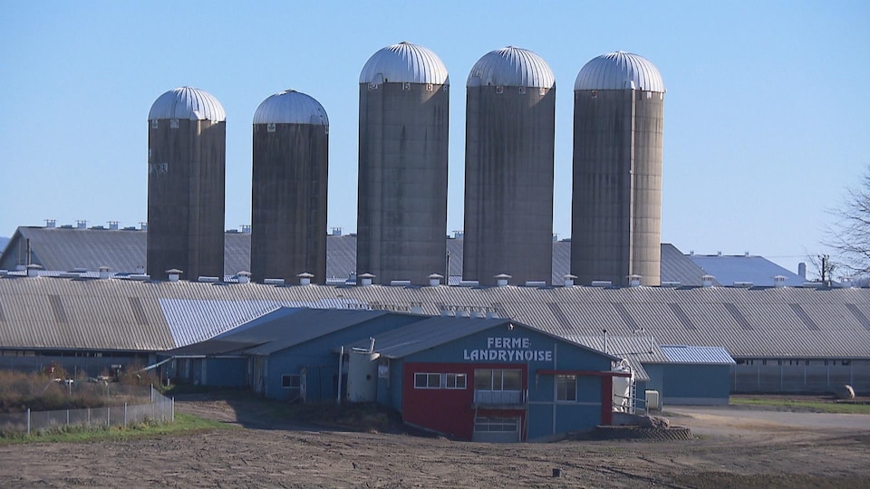 Les cinq silos de la ferme Landrynoise derrière le bâtiment principal.