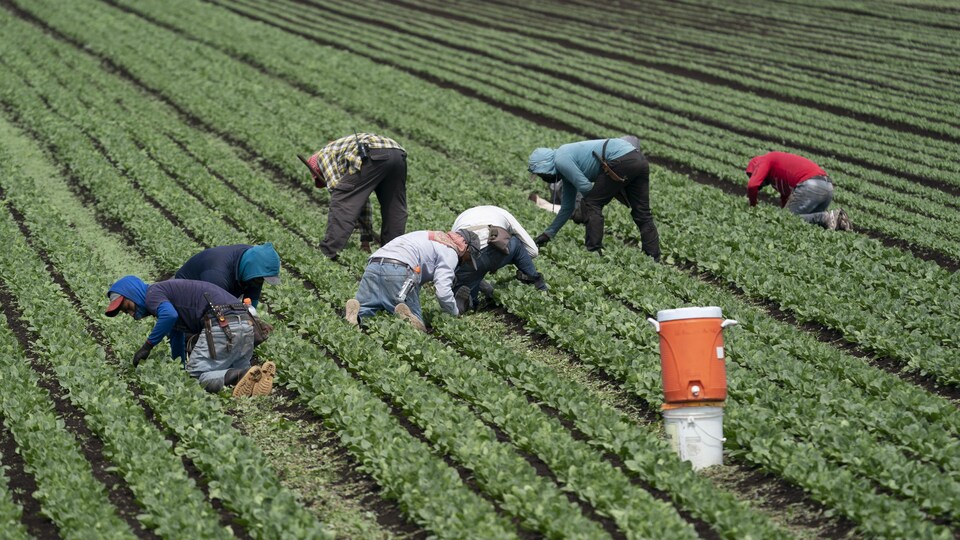 Des travailleurs accroupis dans un champ.
