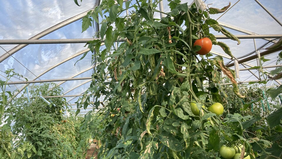 Un plant de tomates dans une serre.
