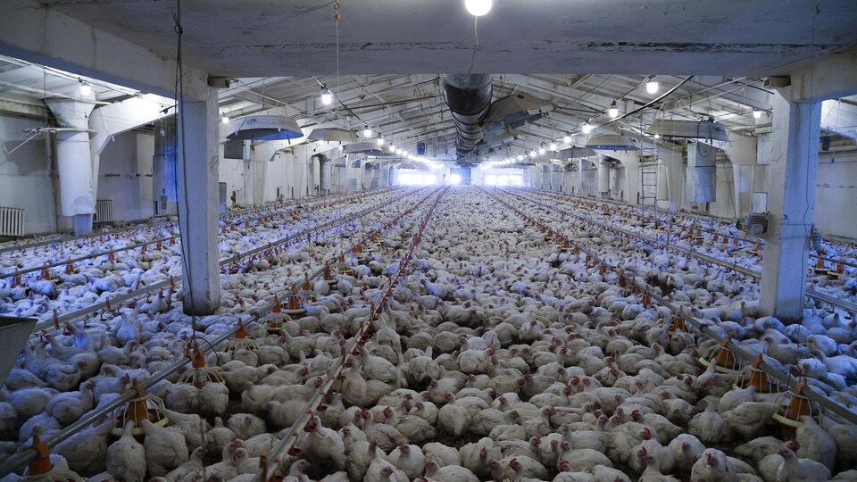 Des milliers de poulets dans une immense pièce.